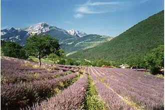 Lavender fields near Die.