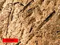 Graptolites (Amplexograptus) from the Ordovician near Caney Springs, Tennessee.