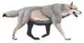 Dire wolf (Aenocyon dirus)