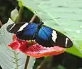 Sara longwing