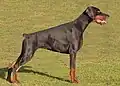 Dobermann