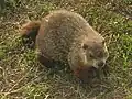 Closeup of an animal