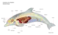 Anatomy of a dolphin, including its skeleton and internal organs