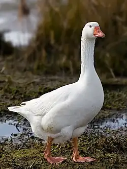 6 geese a-laying
