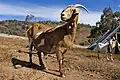 A domestic goat