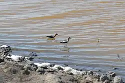 Birds in the salt pond