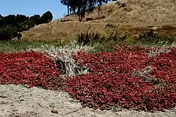 Ecotone at Don Edwards Refuge, 2005
