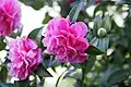 Double flowered Camellia