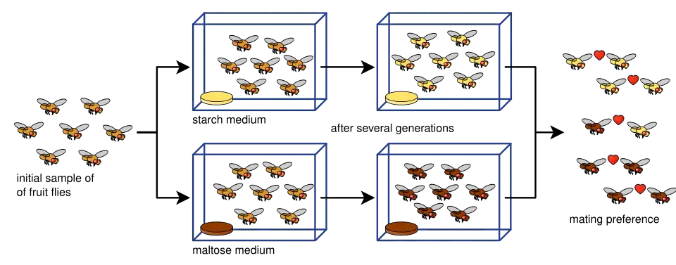Drosophila speciation experiment