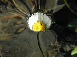 A daisy. The entirety of the flower lies below the level of the (undisturbed) free surface. The water rises smoothly around its edge. Surface tension prevents water filling the air between the petals and possibly submerging the flower.