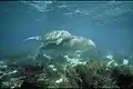 Dugong mother and her offspring in shallow waters.