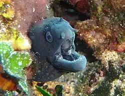 Muraena