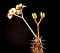Euphorbia milii var. vulcanii cyathia bearing a pair of pinkish cyathophylls