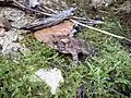Eastern American toad in North Dumfries, Ontario