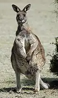 Adult male, Maria Island, Tasmania