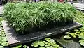 Papyrus in an Egyptian water garden