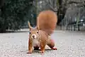 Eurasian red squirrel  (S. vulgaris)