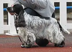 English Cocker Spaniel, white with black spots