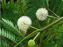 Flowers of guanacaste