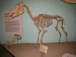 Photo of a mounted skeleton in a museum