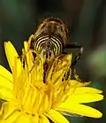 A syrphid fly using its proboscis to reach the nectar of a flower