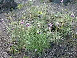 Erysimum caboverdeanum (cultivated in Canary Islands)