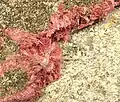 Erythrite, cobalt arsenide