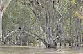River red gums; the Murrumbidgee River in flood.