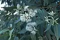 Flower cluster