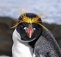 Macaroni Penguin