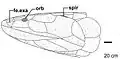 Skull of E. wängsjöi