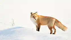 An Ezo red fox in the snow.
