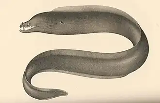 Enchelynassa canina