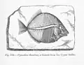 Pycnodus rhombus
