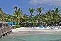 Palomino Island