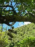 A Fig has its fruits on an aerial root