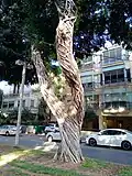 Ficus microcarpa specimen at the Hen Avenue in Tel Aviv, aerial roots visible