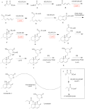 Biosynthesis of lovastatin