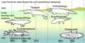 Late Devonian "fishapods", including Panderichthys