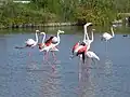 Flamingos