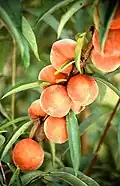 Peaches