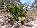 Attalea geraensis