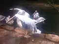 Pelican in Hannover Zoo
