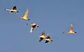 A flock of tundra swans fly in V-formation.