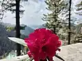 Rhododendron