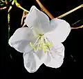 White Orchid-tree, Provincial flower of Bihar