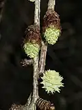 Male (above) and female (below right) cones of Japanese Larch emerging in spring