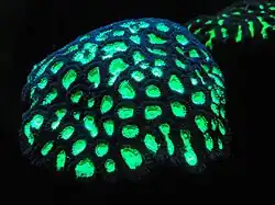 Fluorescent coral.