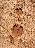 Deer tracks.