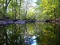 A forest reflected in a river in Sweden